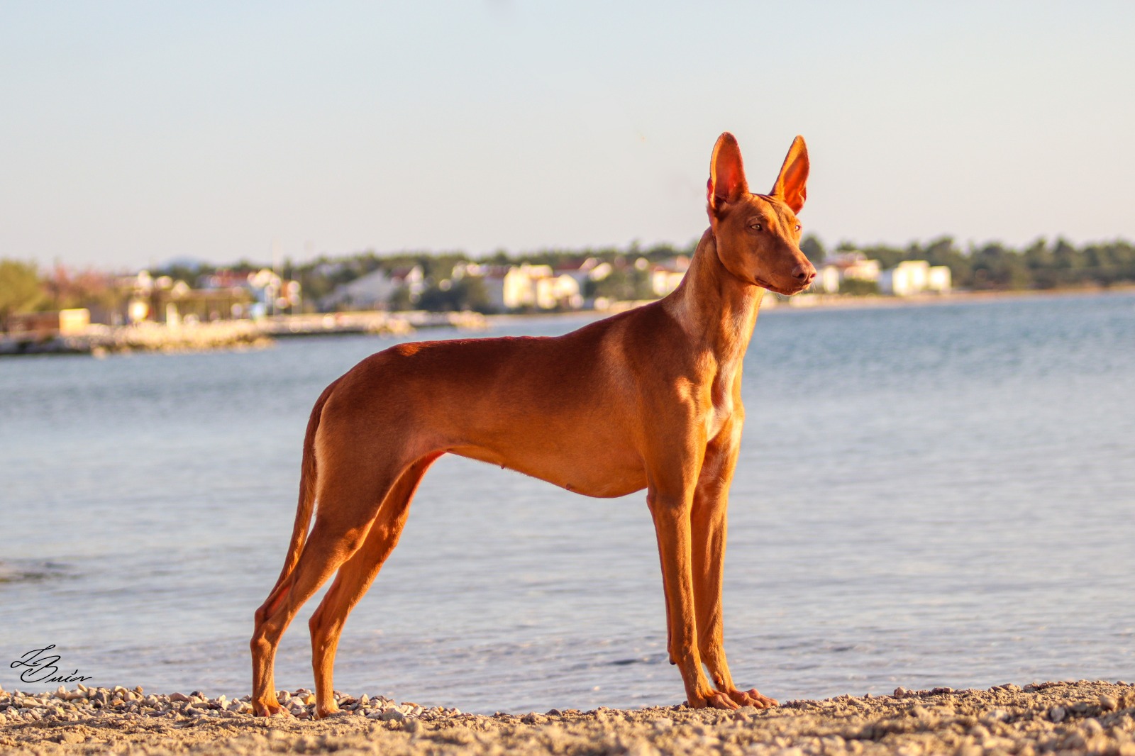 Cezerye Kelt Storm – Aura – PhaSta Domum Pharaoh Hound